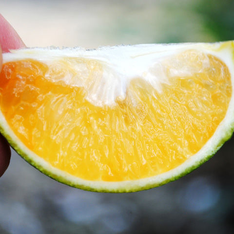 顺丰速发正宗海南澄迈福橙新鲜绿橙应季橙子当季孕妇水果手剥橙礼盒装