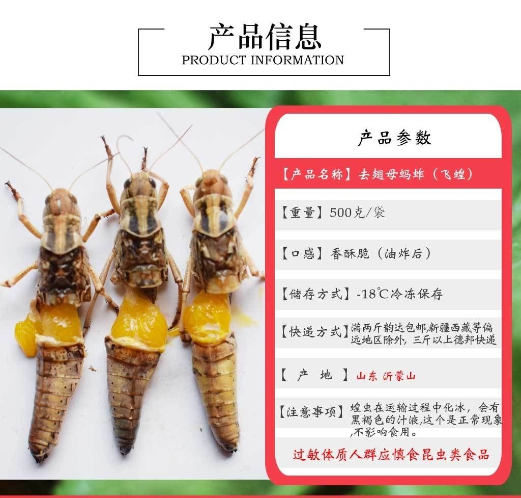 蚱蜢去翅母蝗虫活体冷冻飞蝗食用昆虫油炸后香脆可口带翅公母混合1斤