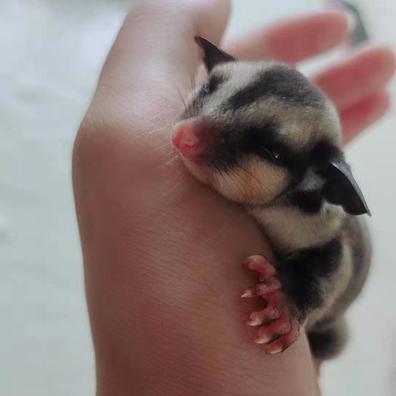 京选推荐蜜袋鼯粮食活体幼崽蜜袋鼬口袋宠物小飞鼠会飞好养活粘人可爱