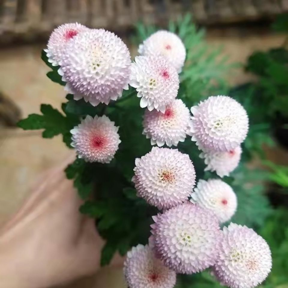 上新古城花园珠玉之卵迷你小雏菊矮生盆栽球菊阳台庭院花卉植物新品磐
