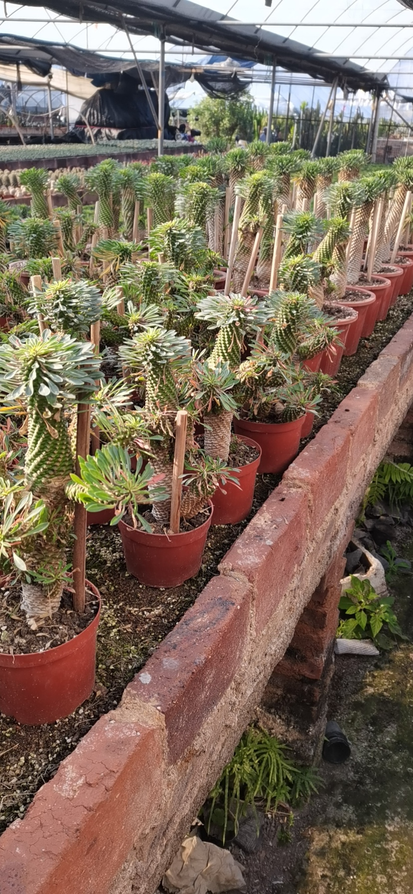 园艺 铁甲麒麟大戟科多肉植物仙人球绿植盆栽多头群生 峨眉山 铁甲