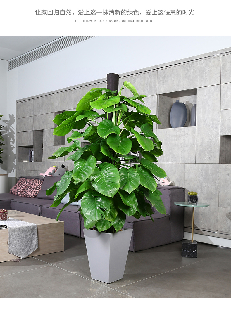 大叶绿萝柱盆栽室内大型植物绿箩长藤净化空气吸甲醛绿萝树大盆栽绿萝