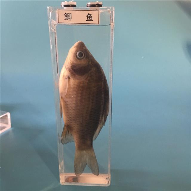 精選真實動物標本盒海洋生物鯊魚鯽魚海螺蝸牛壁虎蛇蜘蛛蛙的發育浸