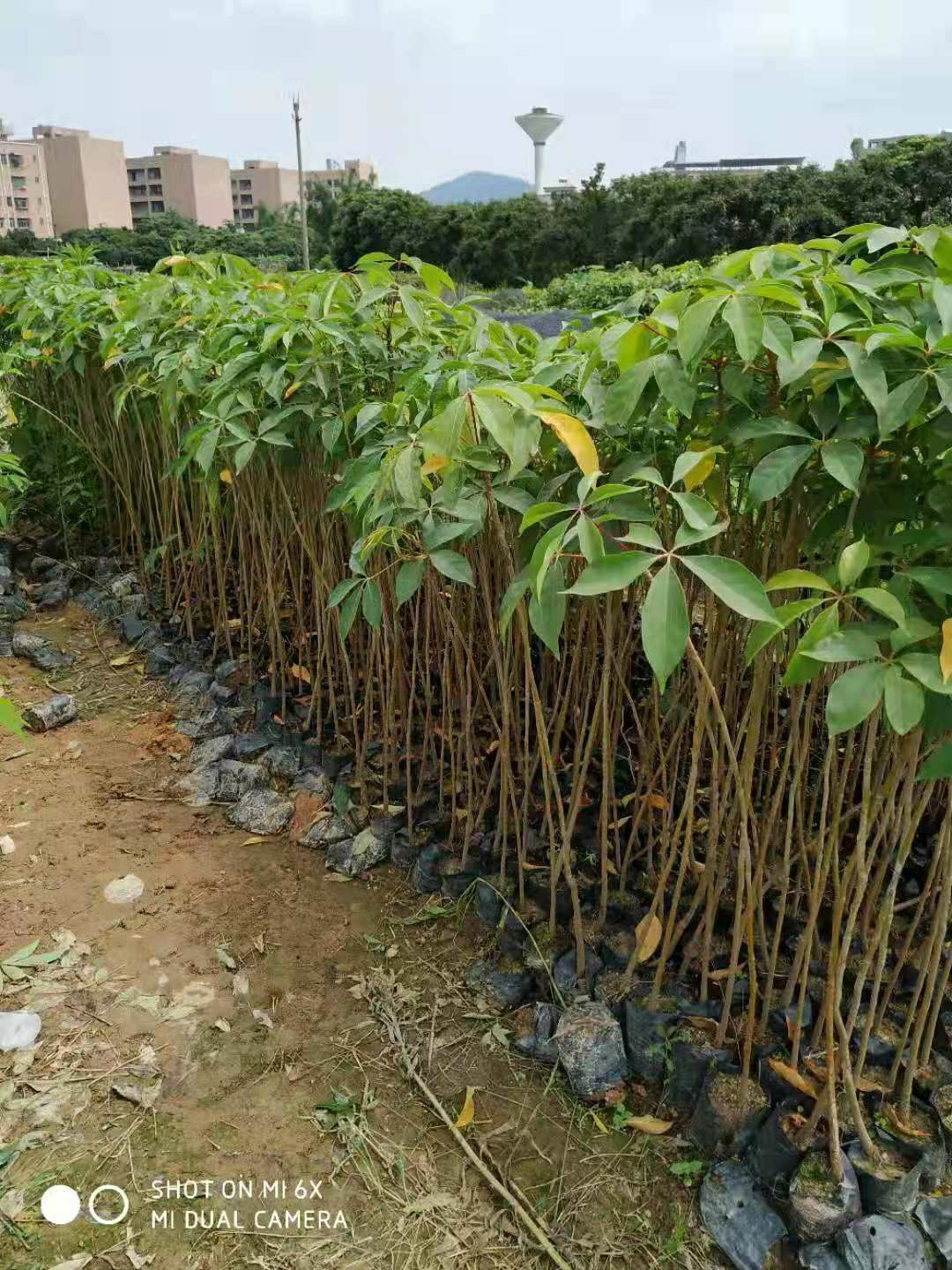 木棉花树苗木棉花苗英雄苗红木棉盆栽地栽庭院别墅道路绿化树110120cm