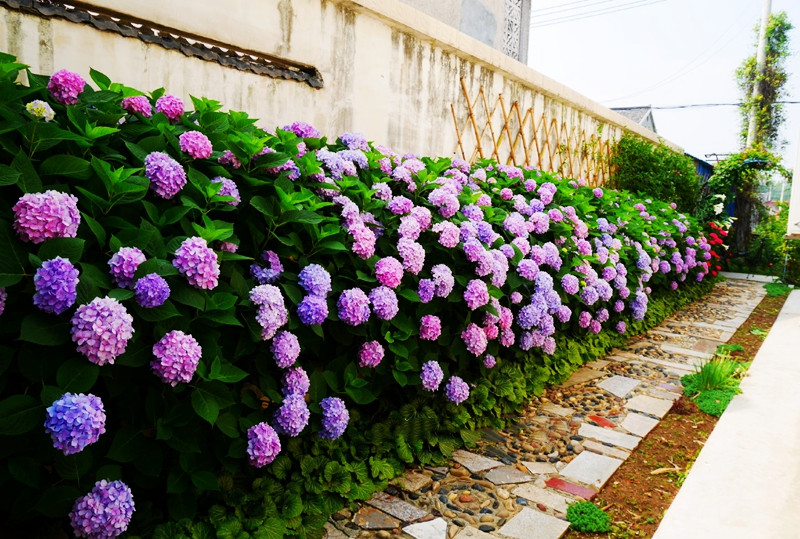 多瑙梦花园特大无尽夏绣球花苗庭院地栽多年生花卉四季阳台盆栽变色