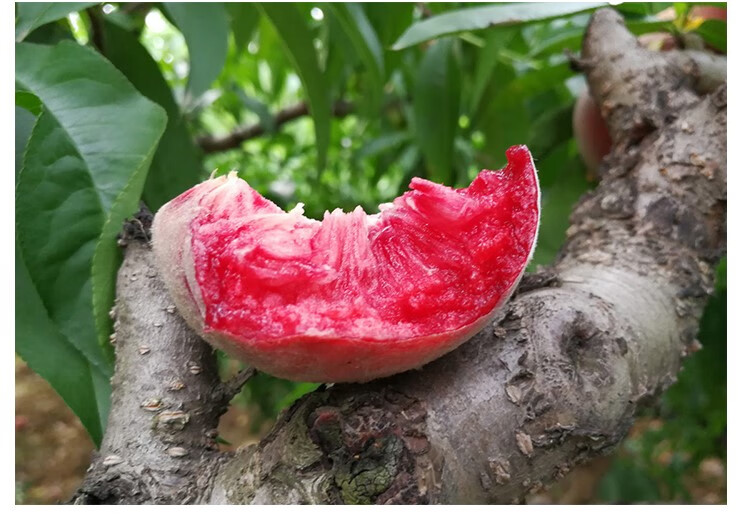 雅兰阁桃树苗紫肉血桃当年结果嫁接智利血桃树苗地栽盆栽果树苗6年苗
