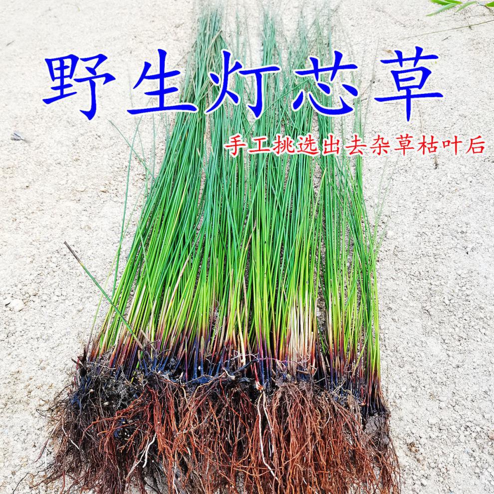 北京官方原料灯芯草 野生中药材灯心草龙须草干货煲汤整株晒干水灯芯