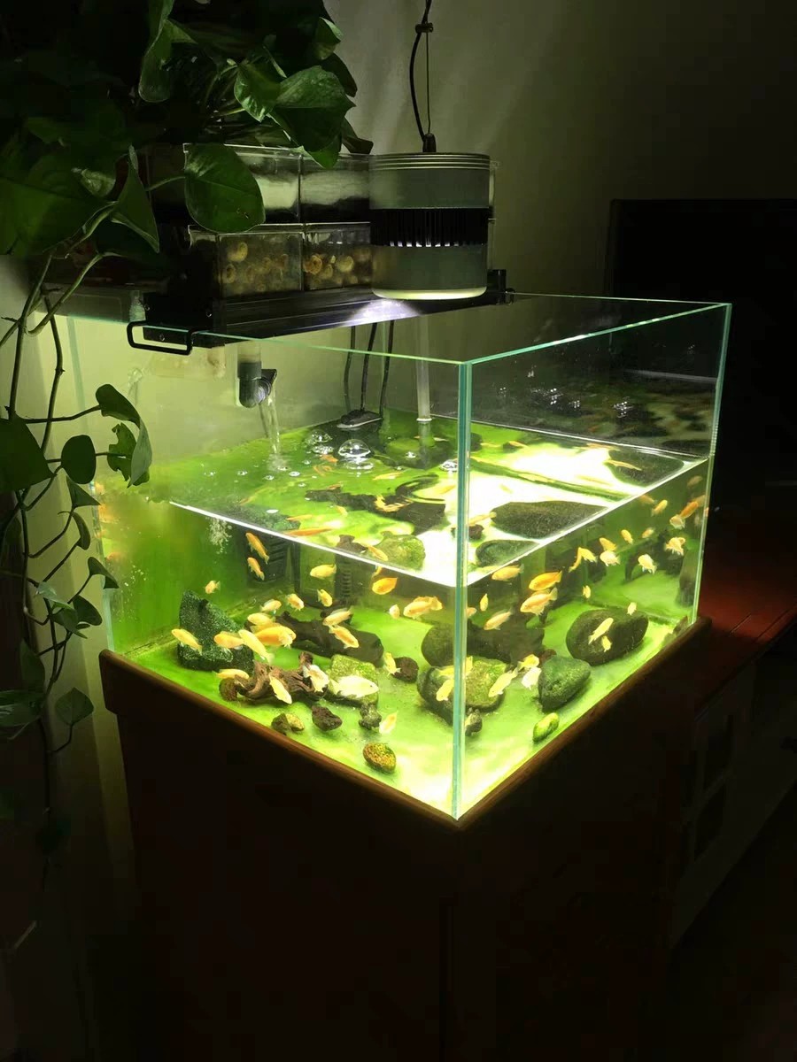 全光谱爆藻灯爆苔灯鱼缸灯照明灯青苔灯绿苔灯绿毛灯70瓦爆藻灯app调