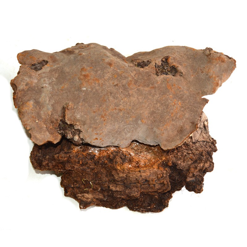 潽禧草堂中药材斑褐孔菌别名层卧孔菌斑褐灵芝250克统