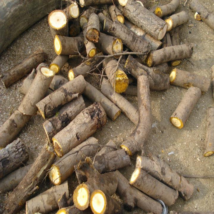 伟博伟博山核桃树皮核桃树枝树根核桃树根核桃树根