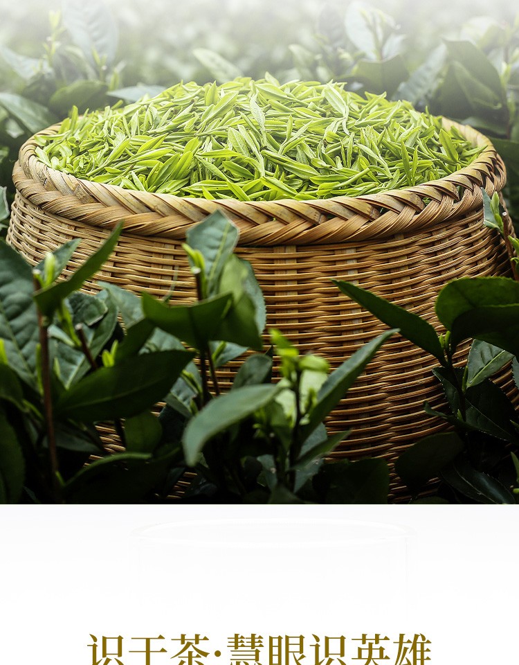 【顺丰】2022年新茶信阳毛尖茶明前特级绿茶嫩芽 仰天雪绿河南"中"系