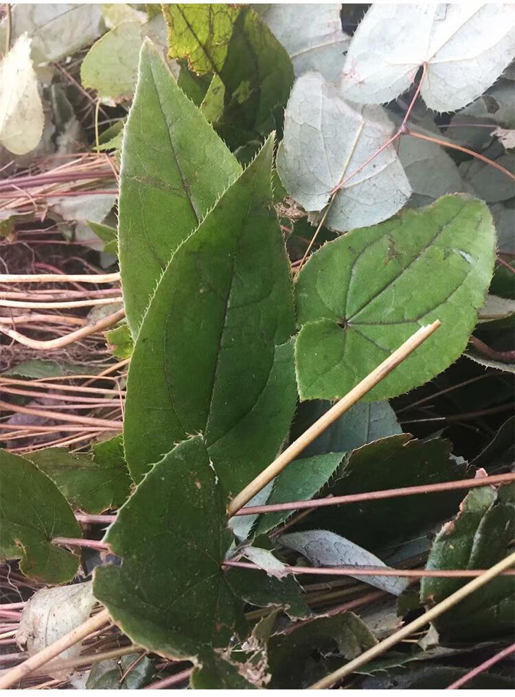淫羊藿野生中药材茶叶泡水泡酒料药材仙灵脾男性滋补中草药材100克