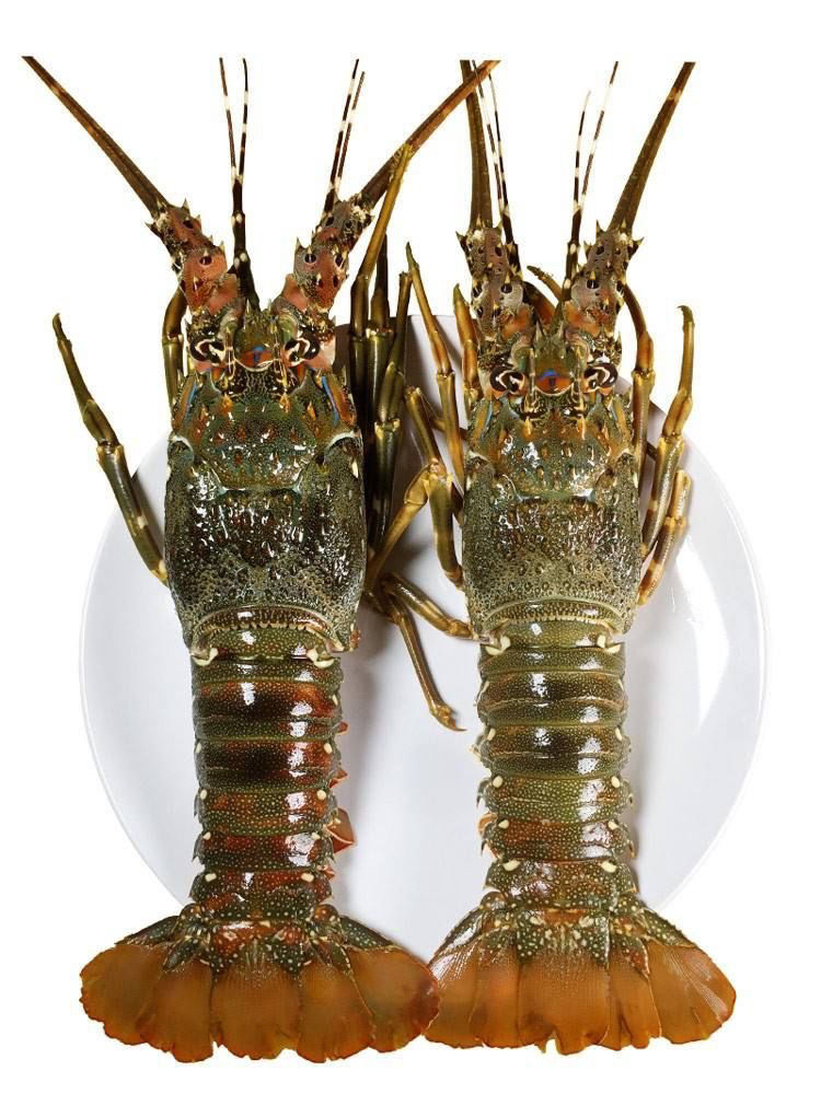 恺蒂鲜 鲜活急冻大龙虾小青龙特大龙虾是用超大花龙活体急冻 6-7两-3