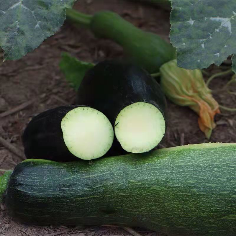 情人节礼物送男友送女友嫩新鲜河北农家当季青皮黑皮嫩老长长北瓜2斤