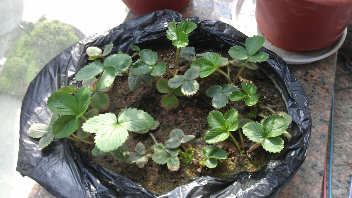 四季草莓种子 盆栽草莓种子 室内室外阳台盆栽蔬菜家庭种子 美特莱特