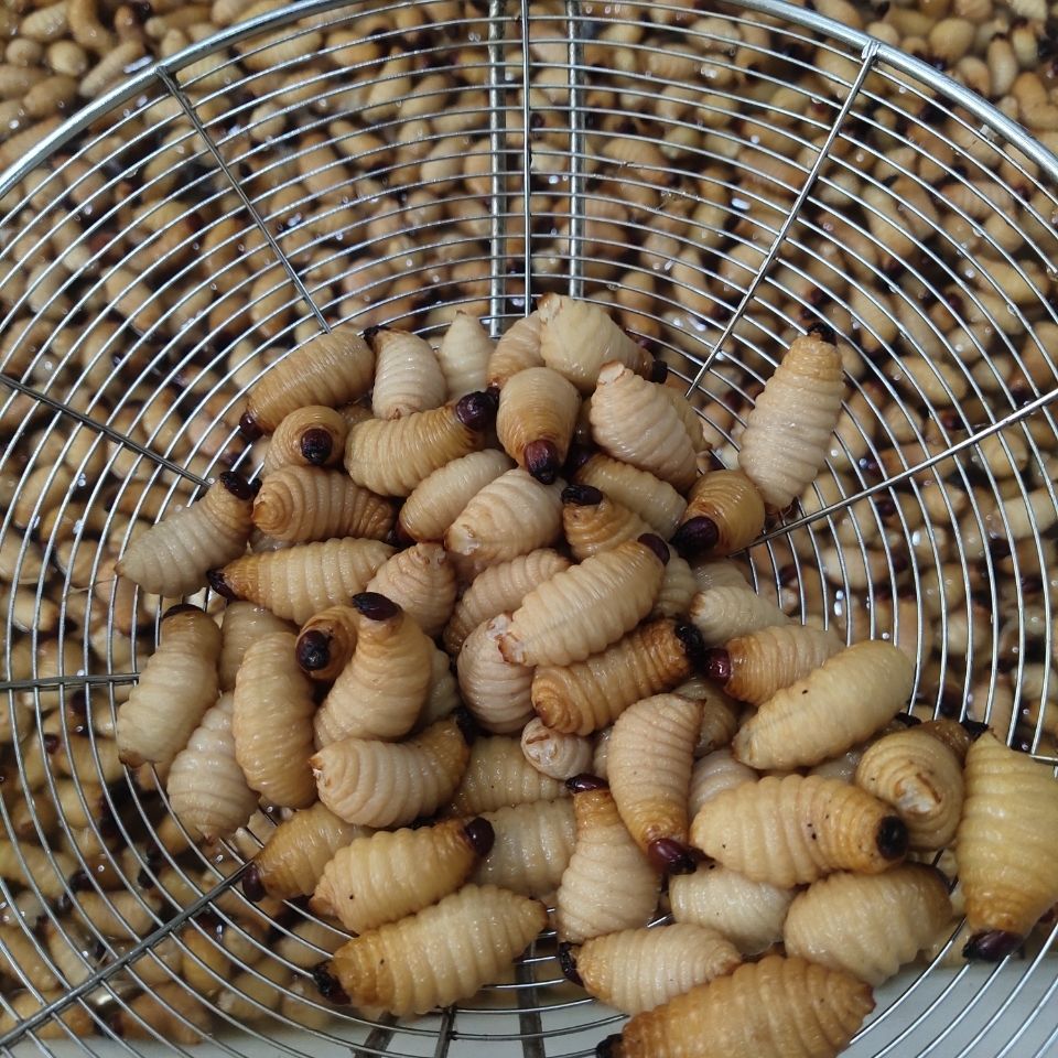 伟博高蛋白养殖竹虫新鲜活虫速冻竹笋虫顺丰偏远地区1000g2斤装陆运