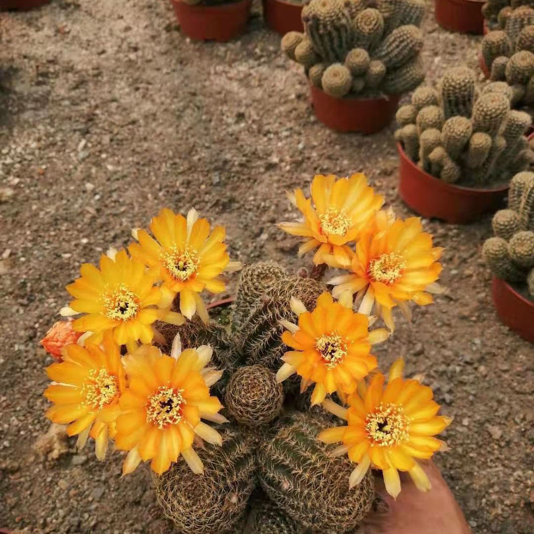 开花罗星丸仙人球裸萼球属群生多头易群花阳台盆栽多肉植物 黄金荷花
