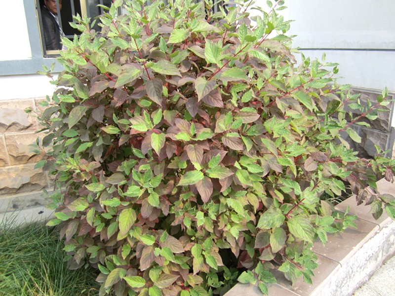 红瑞木树苗红杆麻球红柳枝条绿化苗木红柳枝户外庭院植物绿化苗木红瑞