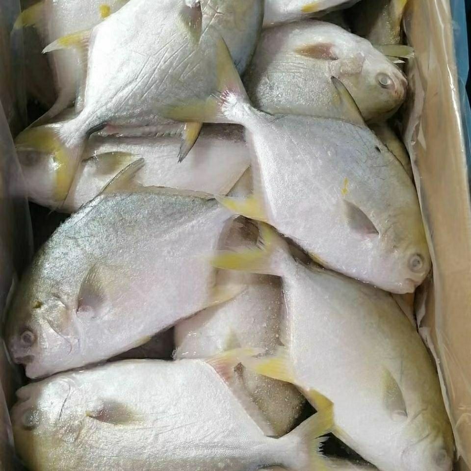 新鲜冷冻深海金昌鱼速冻金鲳鱼商用家吃整箱苏浙沪皖海鲜水产金昌鱼67