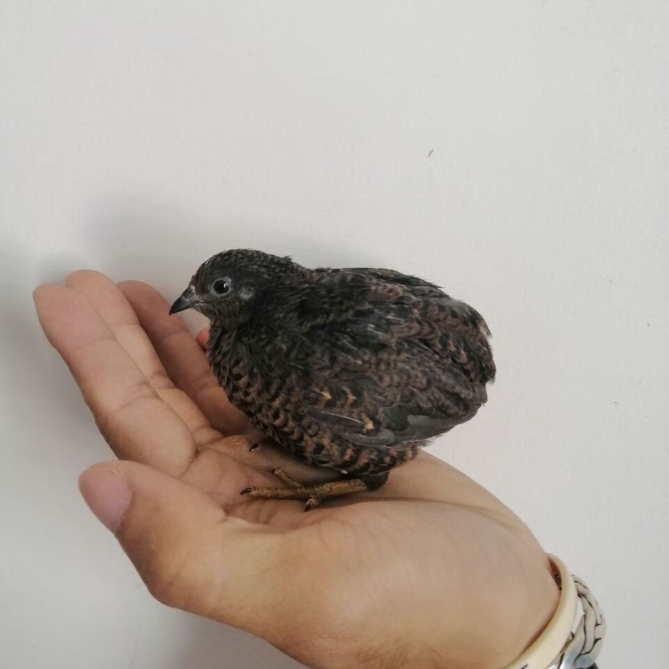 芦丁鸡(青年鸡)宠物鸡,包活到家 蓝脸 3公5母