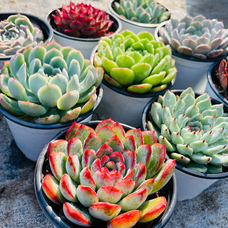 大棵大株超大园艺清棚贵货多肉 大单头小浣熊8-9cm(种好发货)【图片