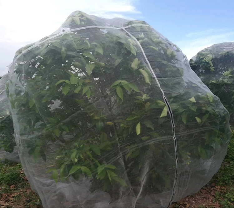 植物防虫网罩樱桃杨梅果树防虫防鸟网套蔬菜水果防果蝇套袋网纱网444