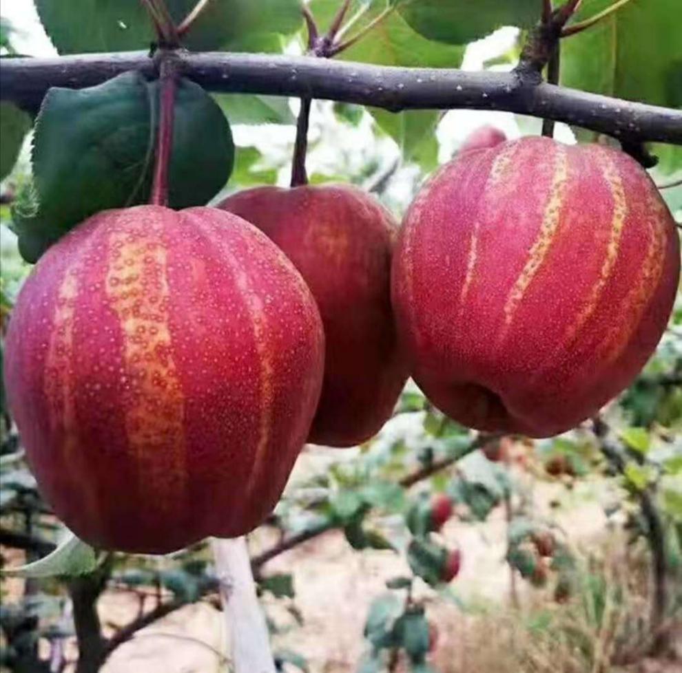 欧因 陕西彩虹梨新鲜水果梨子香梨早酥梨红啤梨稀有品种 10斤【图片