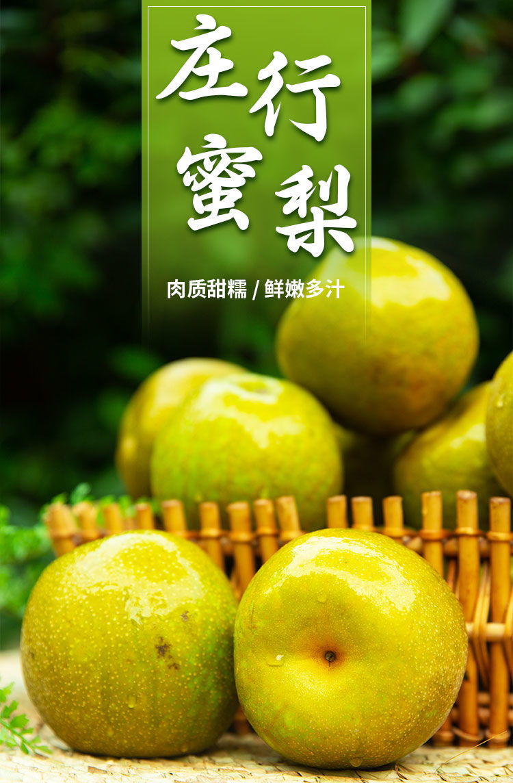 上海庄行翠冠蜜梨脆甜当季水果蜜梨子新鲜10斤5斤大果 上海庄行翠冠蜜