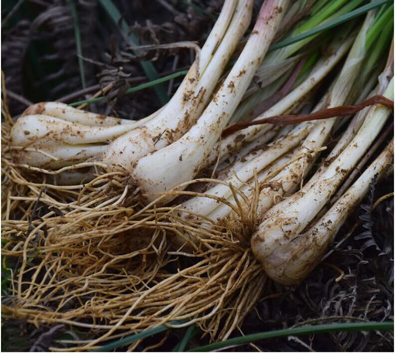 源外 茭头 新鲜藠头 现挖荞头茭教头 当季农家蔬菜 3斤(净藠头 )