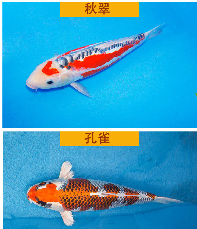 10035493260516商品名称:纯种德系闪鳞火鲤锦鲤鱼冷水观赏鱼精品大型