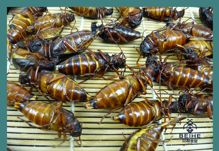 伟博沂蒙特产山山牛山水牛食用昆虫山虫牛公母水牛子生鲜冷冻运输