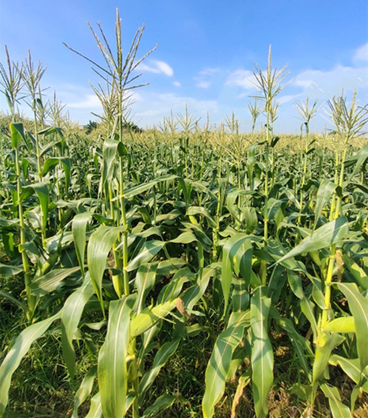 晨臻现货速发广西横县现摘新鲜甜玉米笋迷你好吃蔬菜水果5斤5斤装