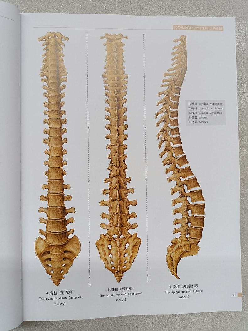 系统解剖学彩色图谱段坤昌人体解剖学人民卫生出版社