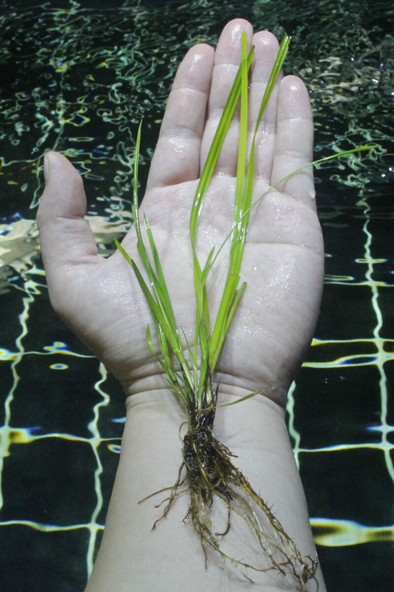 精泰国水剑细叶水兰迷你小水兰水下叶针叶皇冠后景草 【泰国水剑】3棵