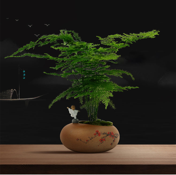 精选现发花卉文竹办公室桌面盆栽小植物好养室内绿植卧室盆景云竹四季