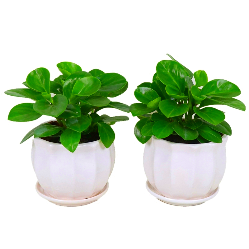 豆瓣绿又名青叶碧玉植物绿植盆栽水培办公室桌面盆栽一盆不含盆