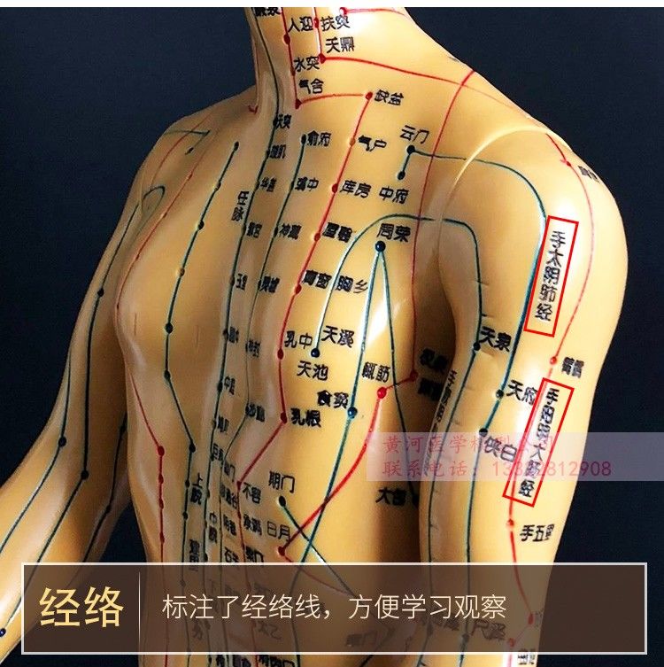 适用于中医针灸穴位人体模型超清晰十二经络小皮人人体针灸模型男女