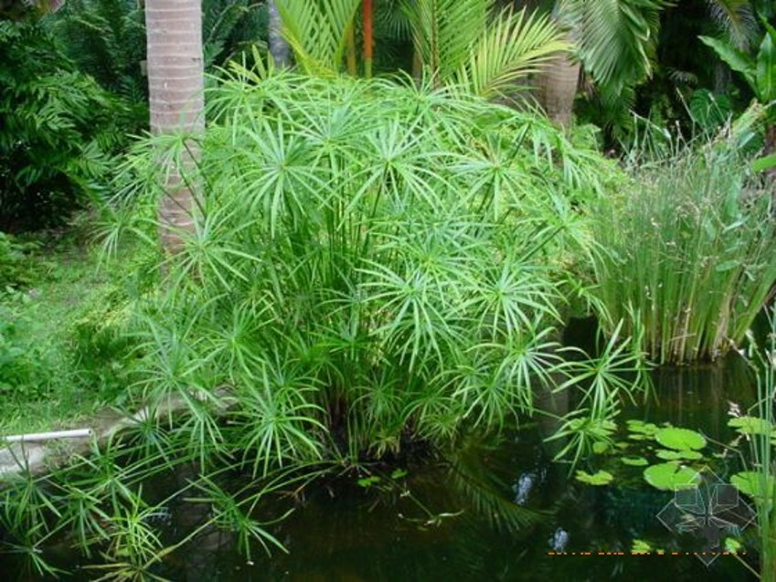 水生植物水生水培植物龜水竹盆栽水棕竹魚缸水池塘旱傘草風車草苗魚塘