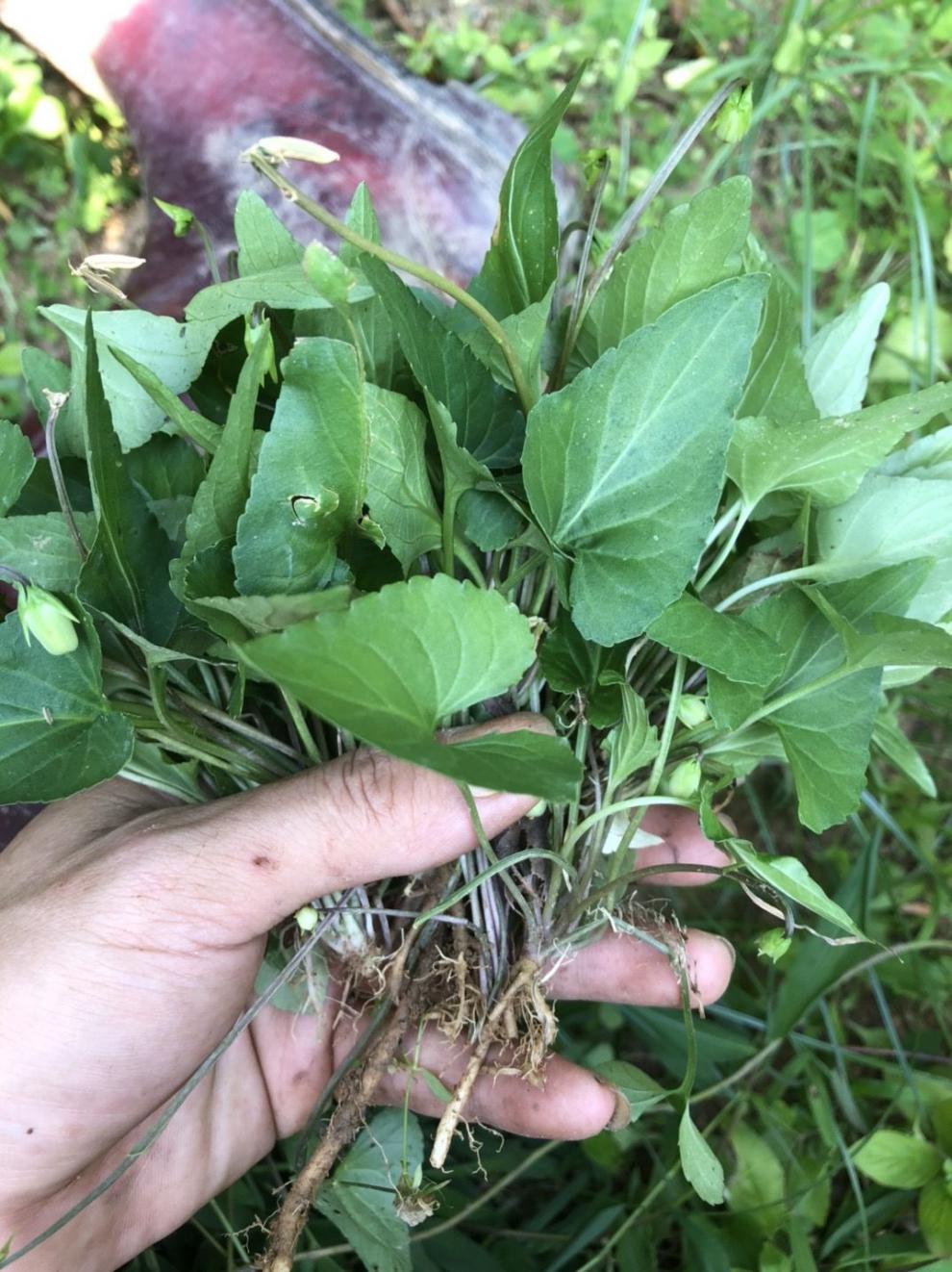 野生犁头草500g新鲜紫花地丁犁嘴草玉如意草铧头草新鲜现采1斤