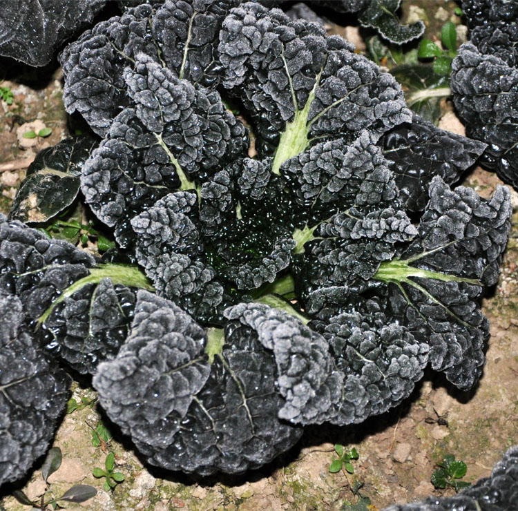 随州泡泡青蔬菜湖北特产黑白菜打霜青菜农家新鲜蔬菜5斤