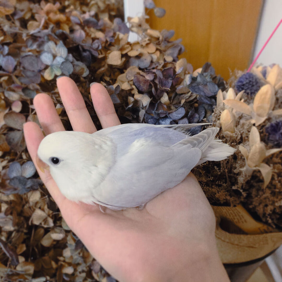 手養黃桃綠桃鸚鵡牡丹小鳥斷奶餵養幼鳥人紫羅蘭雛鳥說話愛情鳥紅面澳