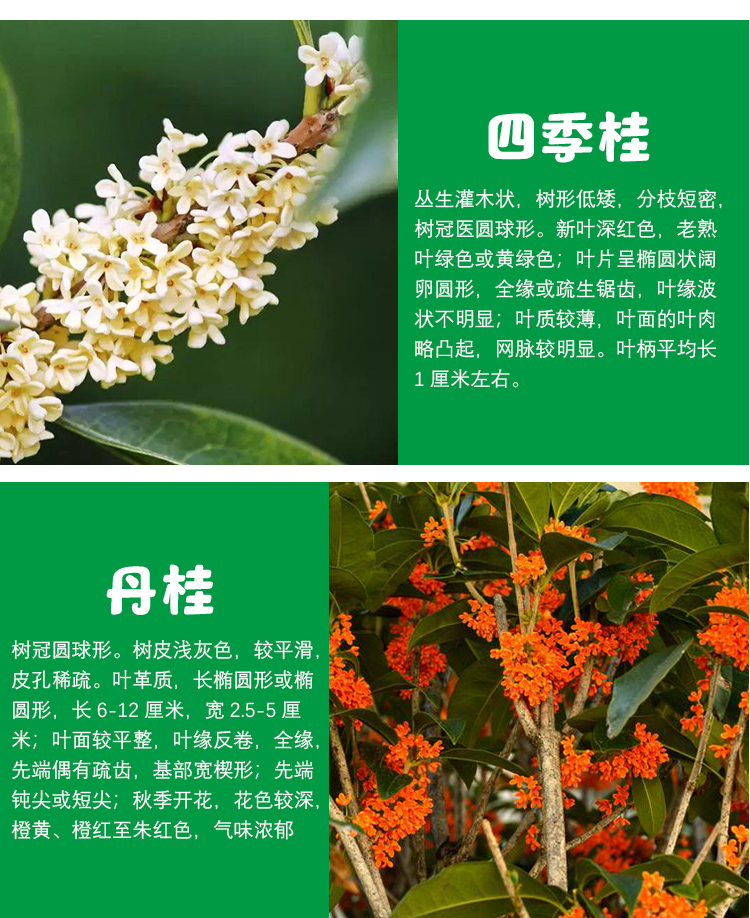 月桂树与桂花树的区别图片