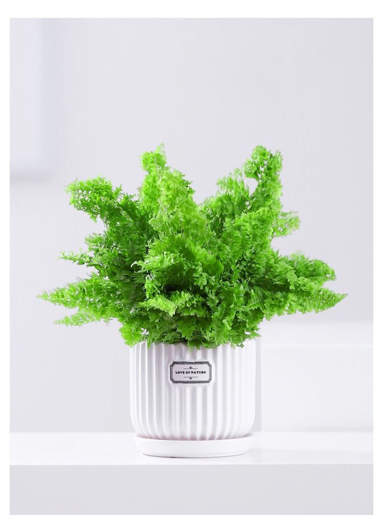 棉花糖蕾丝肾蕨扇叶铁线蕨办公室花卉盆栽喜阴蕨类植物绿植室内棉花糖