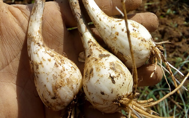 无叶荞头新鲜蕌头现挖农家茭头江西教头菜自种蔬菜小蒜凉拌下饭菜可种