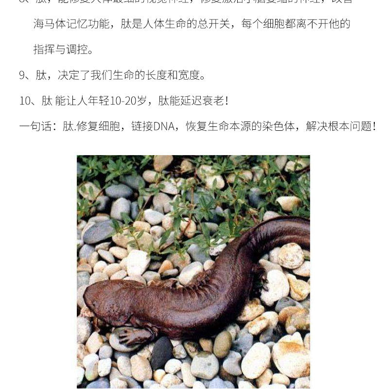 伟博大鲵多元肽粉伍福家园金健康营养肽粉五福山粉肽伍福梦保证2盒