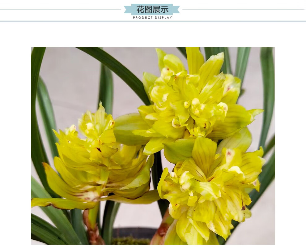 刘阁兰花苗春兰牡丹型奇花黄金牡丹现带花苞出售好养花卉室内盆栽3苗