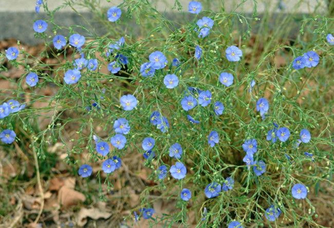 中梦蓝花亚麻种子兰花亚麻红花亚麻阳台室内易种植盆栽六倍利花卉种子