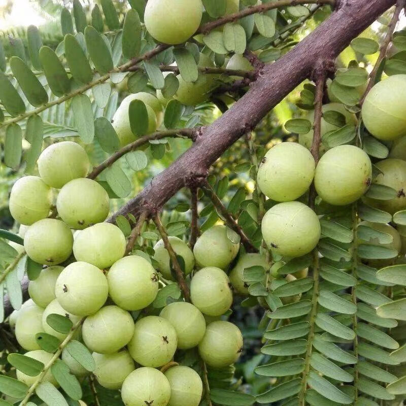 新鲜采摘油甘果余甘果牛甘果滇橄榄果油柑酸水果余甘子泡酒榨汁 3斤