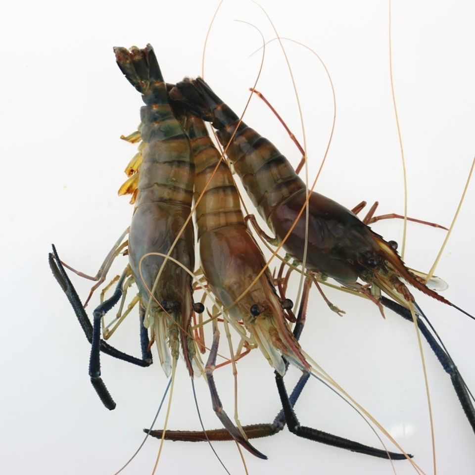 野生大河虾罗氏虾大头虾新鲜活虾速冻海鲜烧烤淡水大虾批发1000g超大5