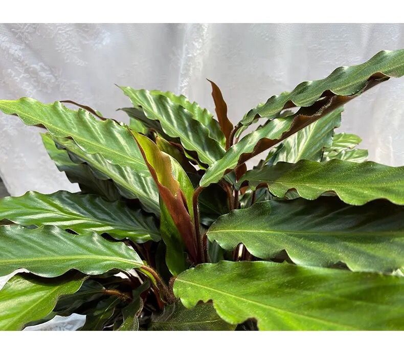 上新风紫背大波浪竹芋喜阴盆栽绿植花卉办公室客厅新品磐阙精品紫背